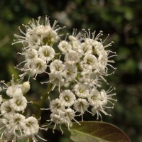 Ehretia aspera Willd.